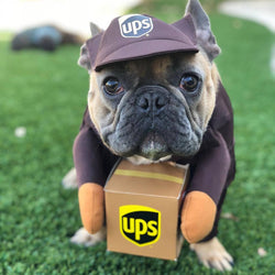Delivery of pet dog and cat clothes