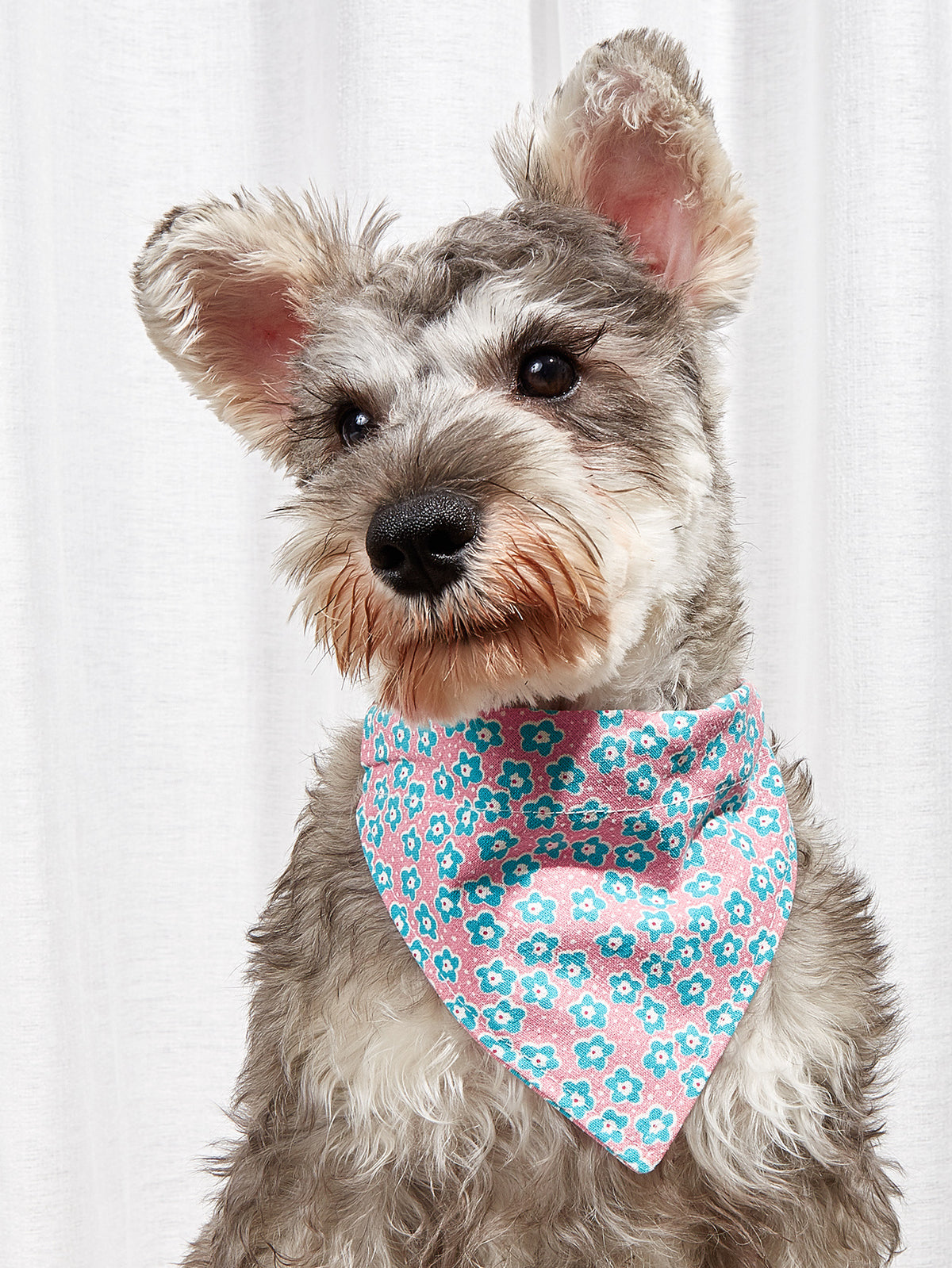 Pet Supplies Pet Saliva Towel Cartoon Pet Dog Collar Cat Triangle