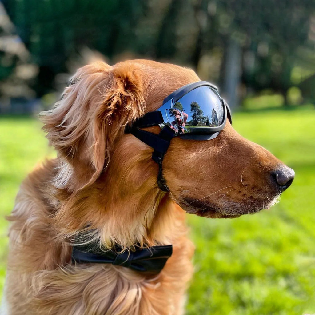 Transparent Color Pet Dog Goggles Waterproof Windproof Sunscreen