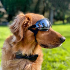 Transparent Color Pet Dog Goggles Waterproof Windproof Sunscreen