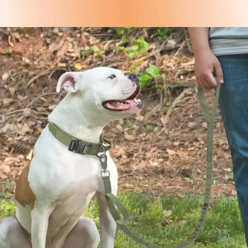 Adjustable Hands-Free Bungee Dog Leash