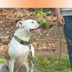 Adjustable Hands-Free Bungee Dog Leash