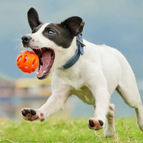Bite-Resistant Chewing Balls for Dogs