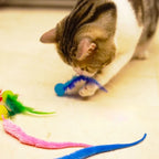 Cat Interactive Toy Tickle Cat Colorful Bouncing Ball