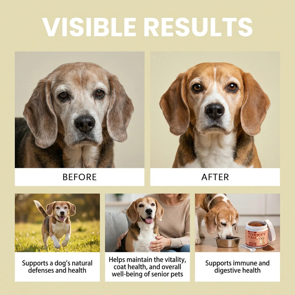 Dog Nutrition Health Supplement Powder Improve Pet Vitality Balance Intestinal Flora Skin Coat Wellness Boost Body Defense 100g