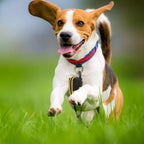 Portable Dog Waste Bag Dispenser & Holder