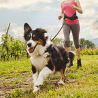 Reflective Hands-Free Running Dog Leash