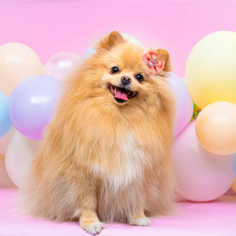 Dog Grooming Hair Bows Dog Bows Mix Colours Small