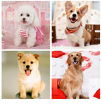 Dogs Stairs Bed Steps Protect Hip Bone Small Dog Anti-Slip Ladder