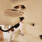 Diy Cat Wall Climbing Shelves Hammock Scratching Post Scratcher