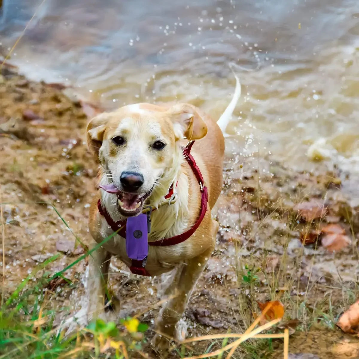 Portable Dog Waste Bag Dispenser & Holder