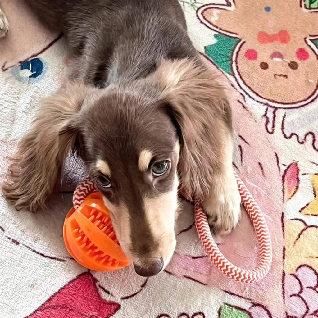 Dog Bite-Resistant Cotton Rope Treat Ball