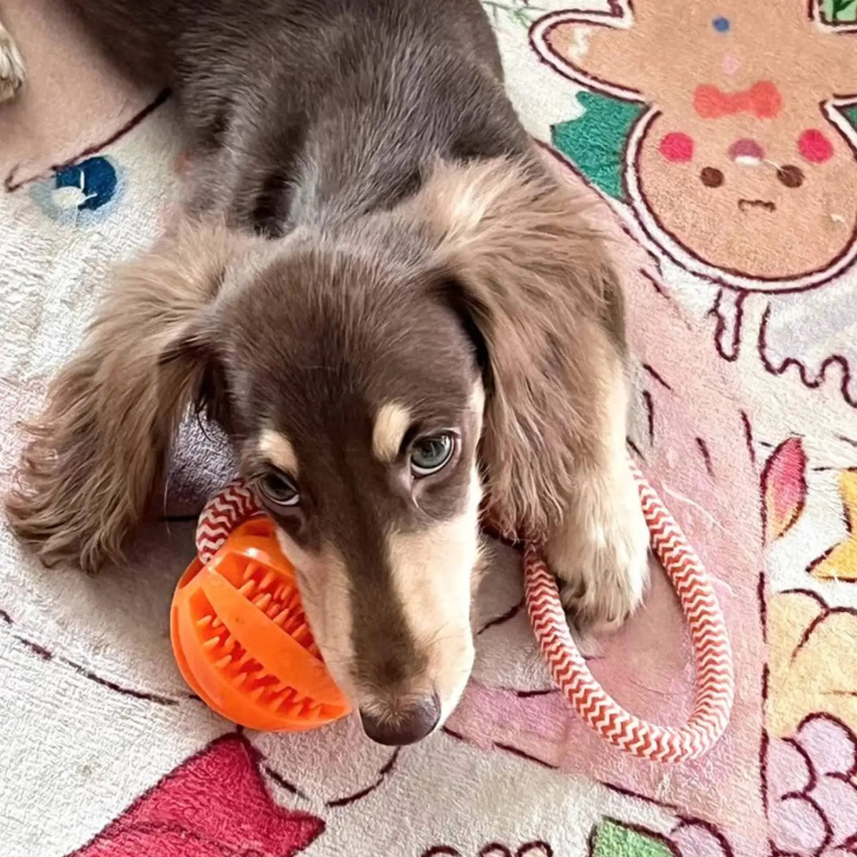 Dog Bite-Resistant Cotton Rope Treat Ball