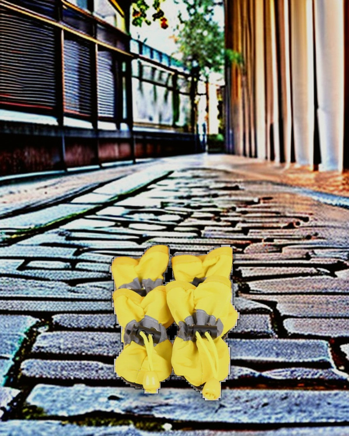 All-Weather Paw Booties styled on a city street after rain