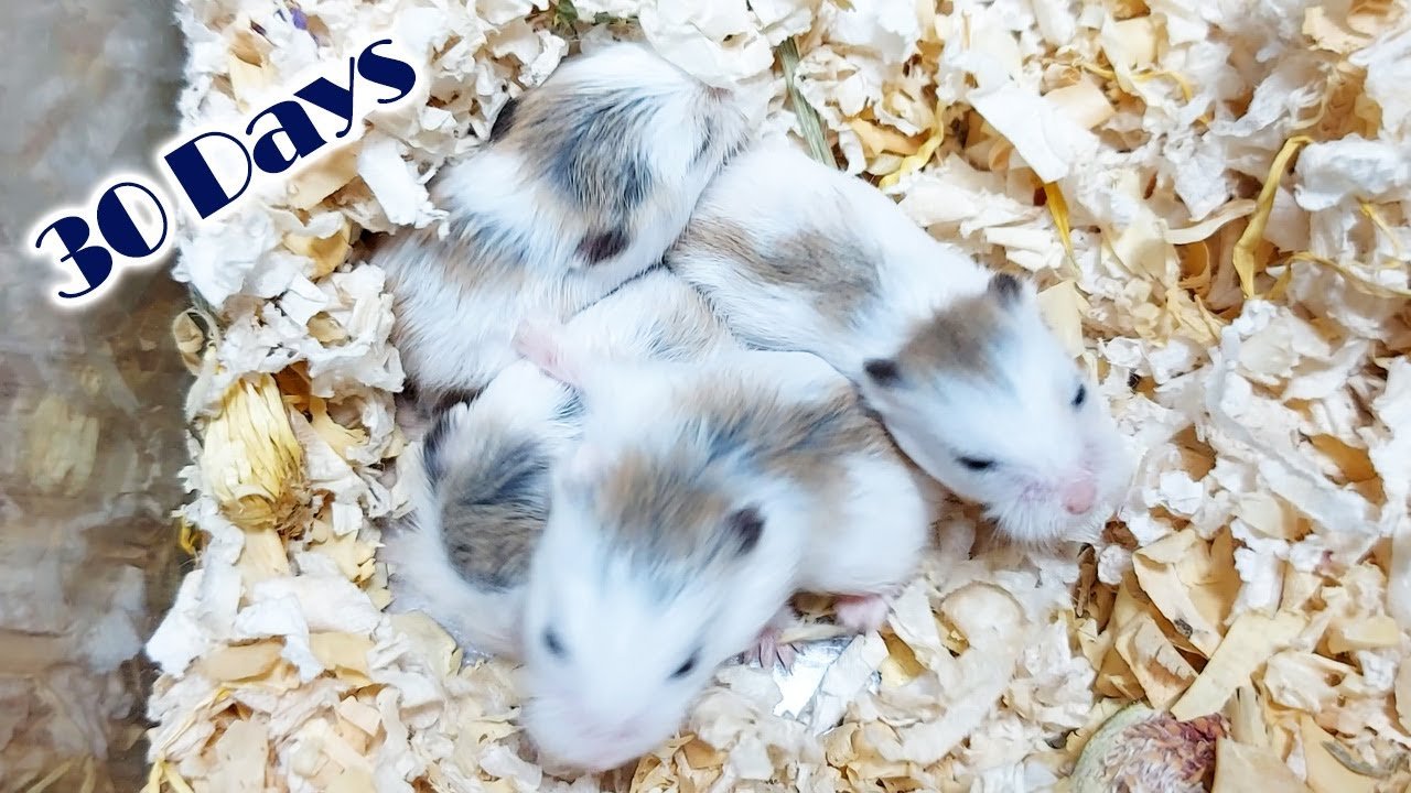 Top 5 Practical Fish Pet Store Tips for Beginners in 2025