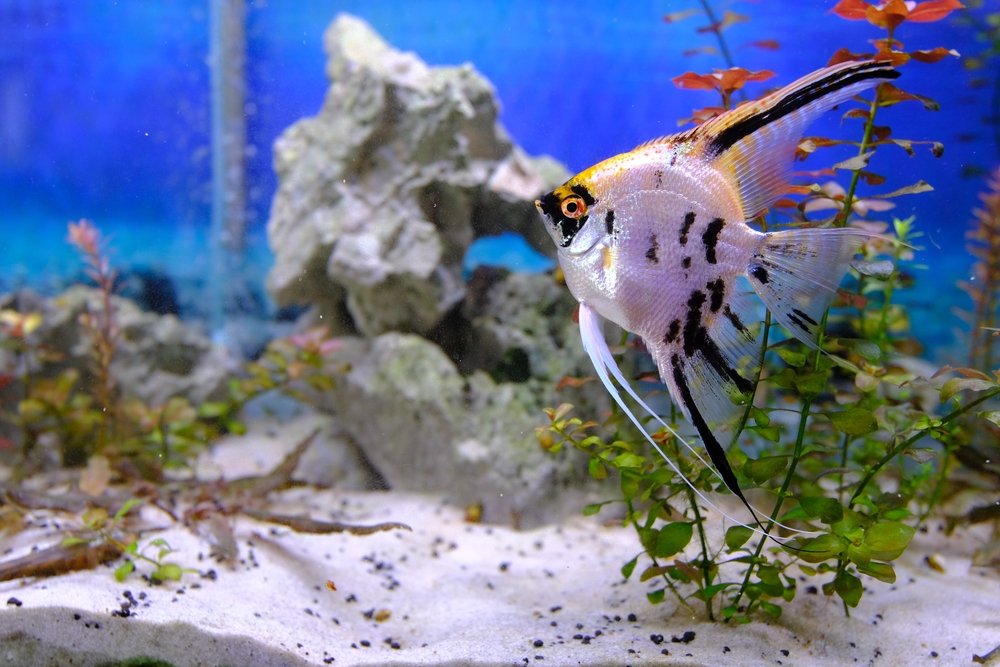 Best 5 Practical Solutions for Your 3 Gallon Tank in 2025