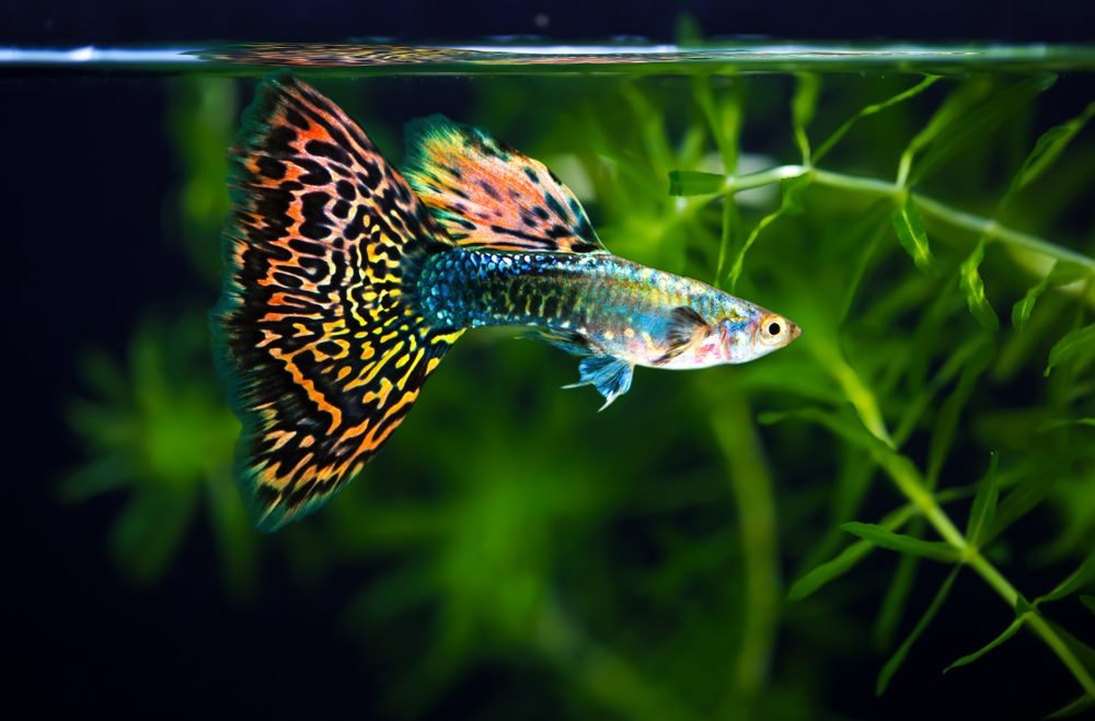 Effective Ways to Understand Yin and Yang Fish Dynamics in 2025