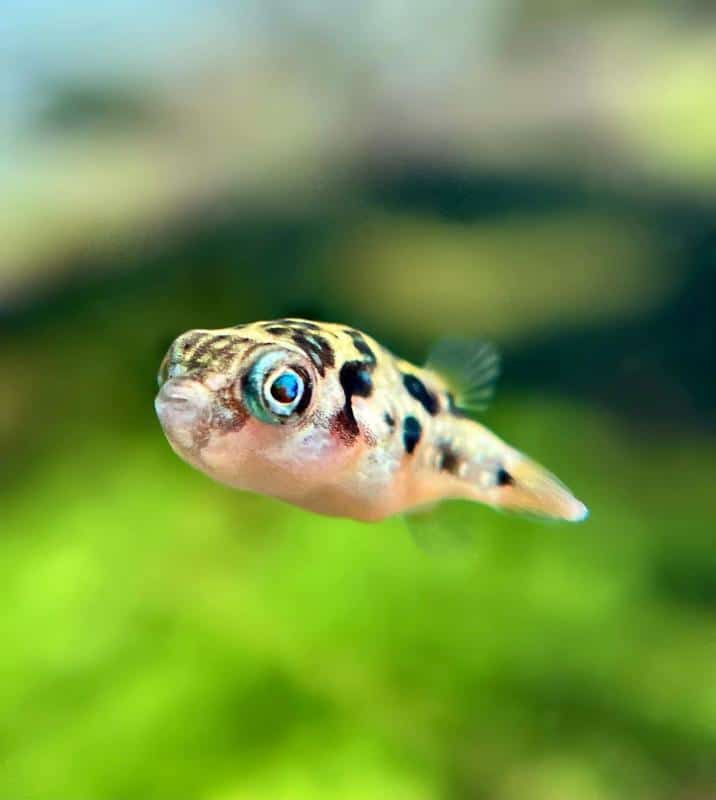 Practical Guide to Selecting Fish Compatible with Betta in 2025