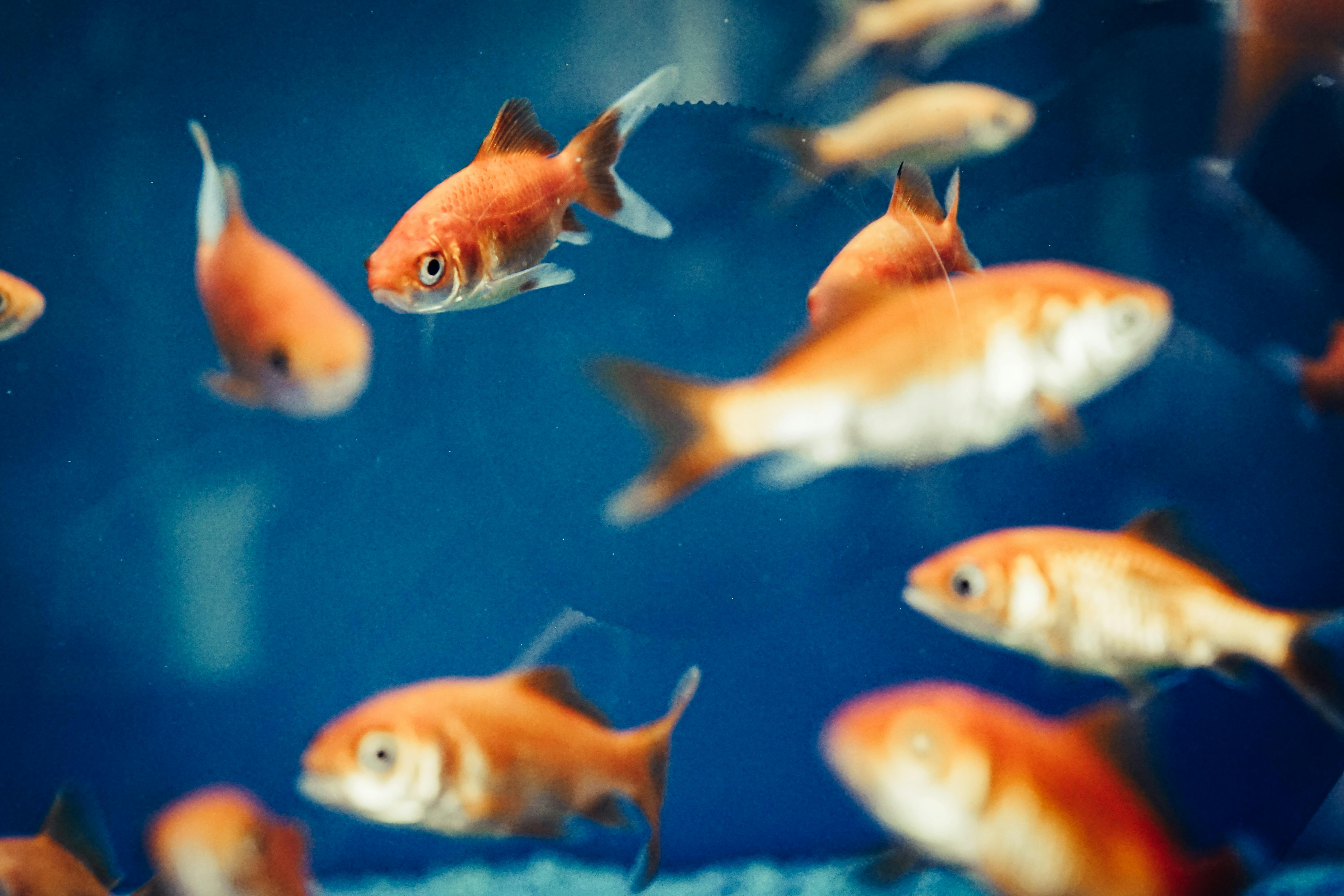 Discover 7 Effective Ways to Understand Omnivorous Fish in 2025