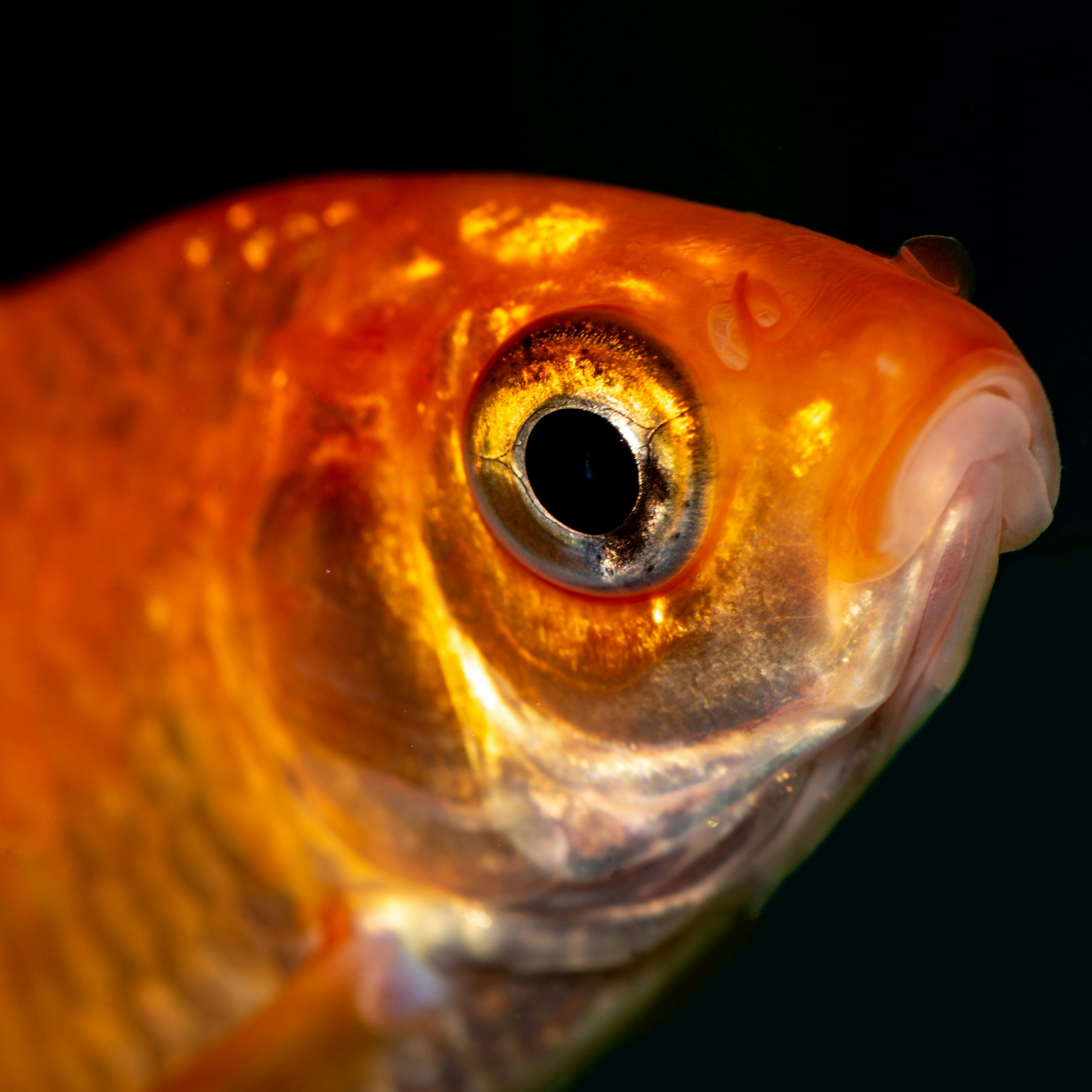 Practical Ways to Optimize Your 10-Gallon Fish Tank in 2025