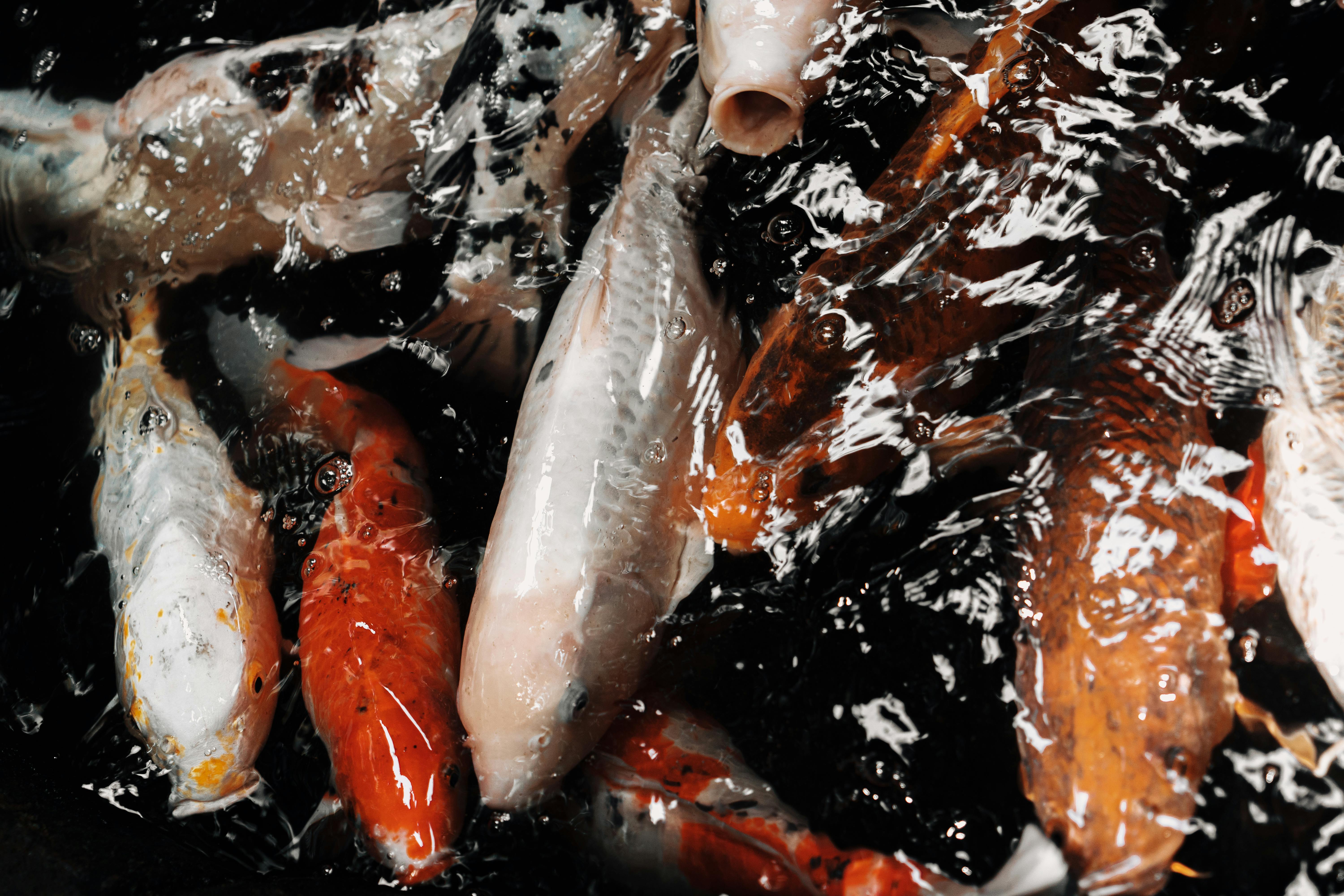 Effective Ways to Care for Cold Water Aquarium Fish in 2025