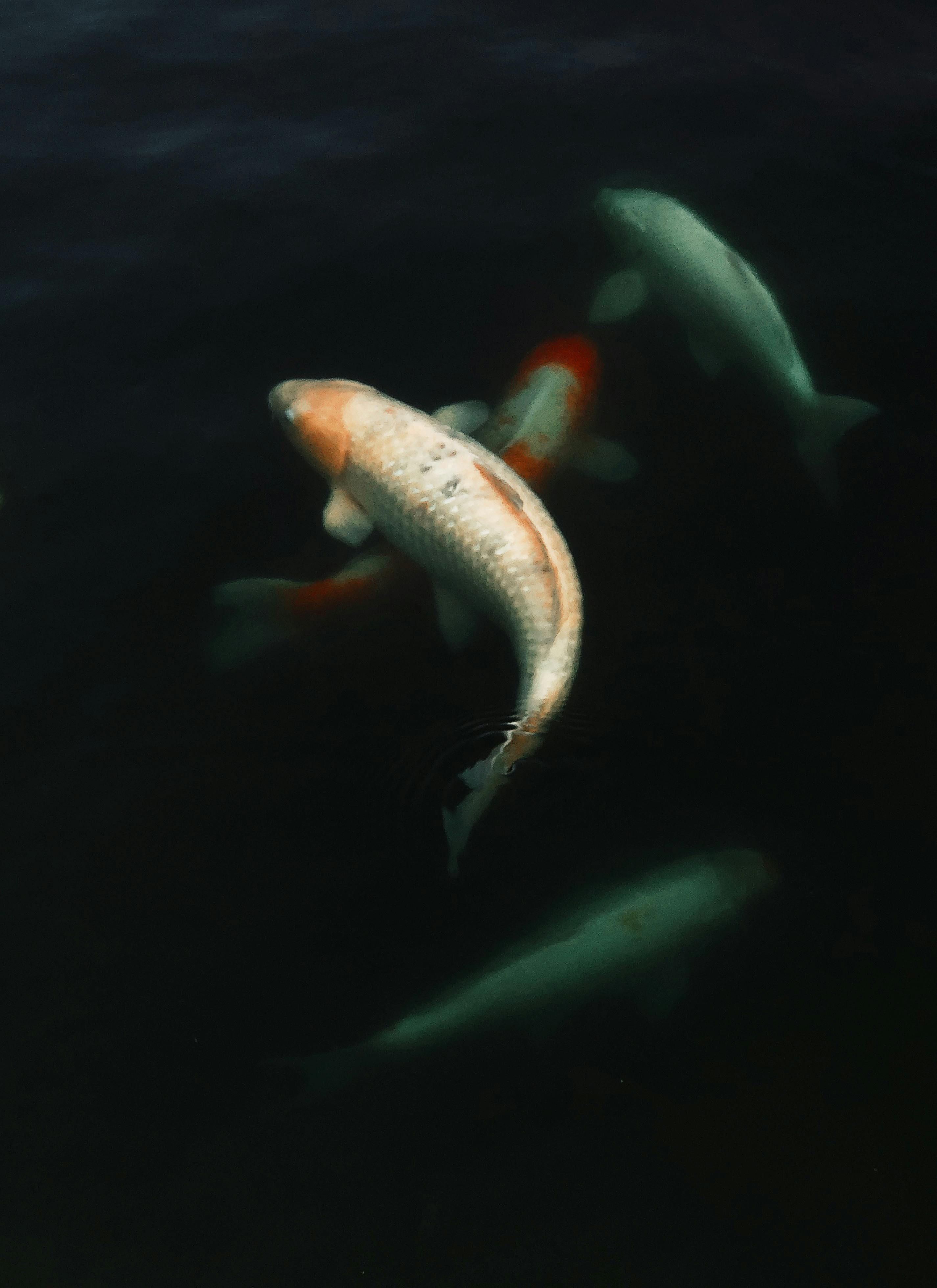 Top 5 Solutions for Discovering Sea Life in New Jersey 2025