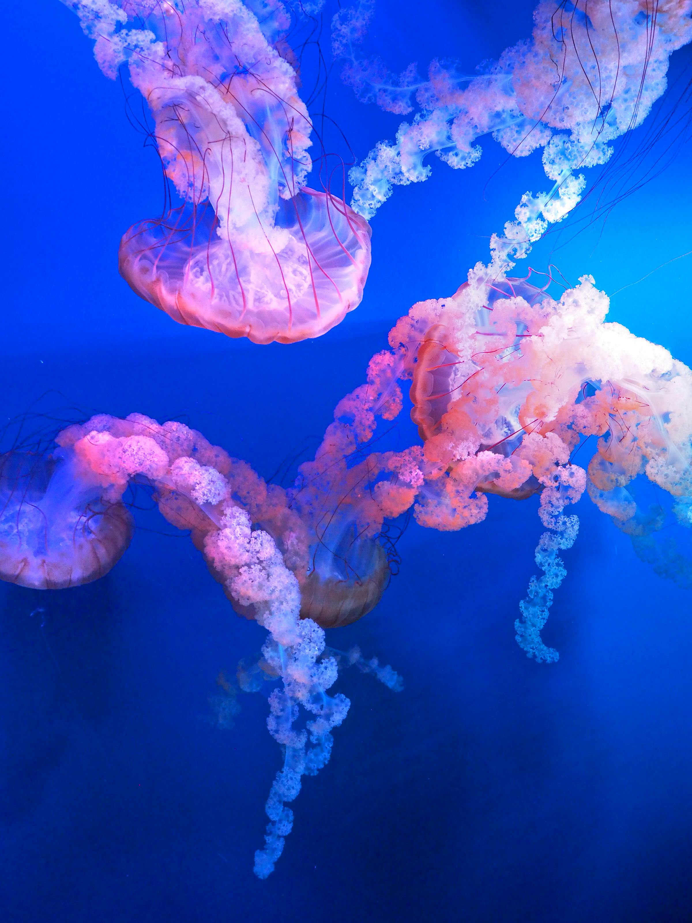 Smart Ways to Enhance Your Koi Coral Island Experience in 2025