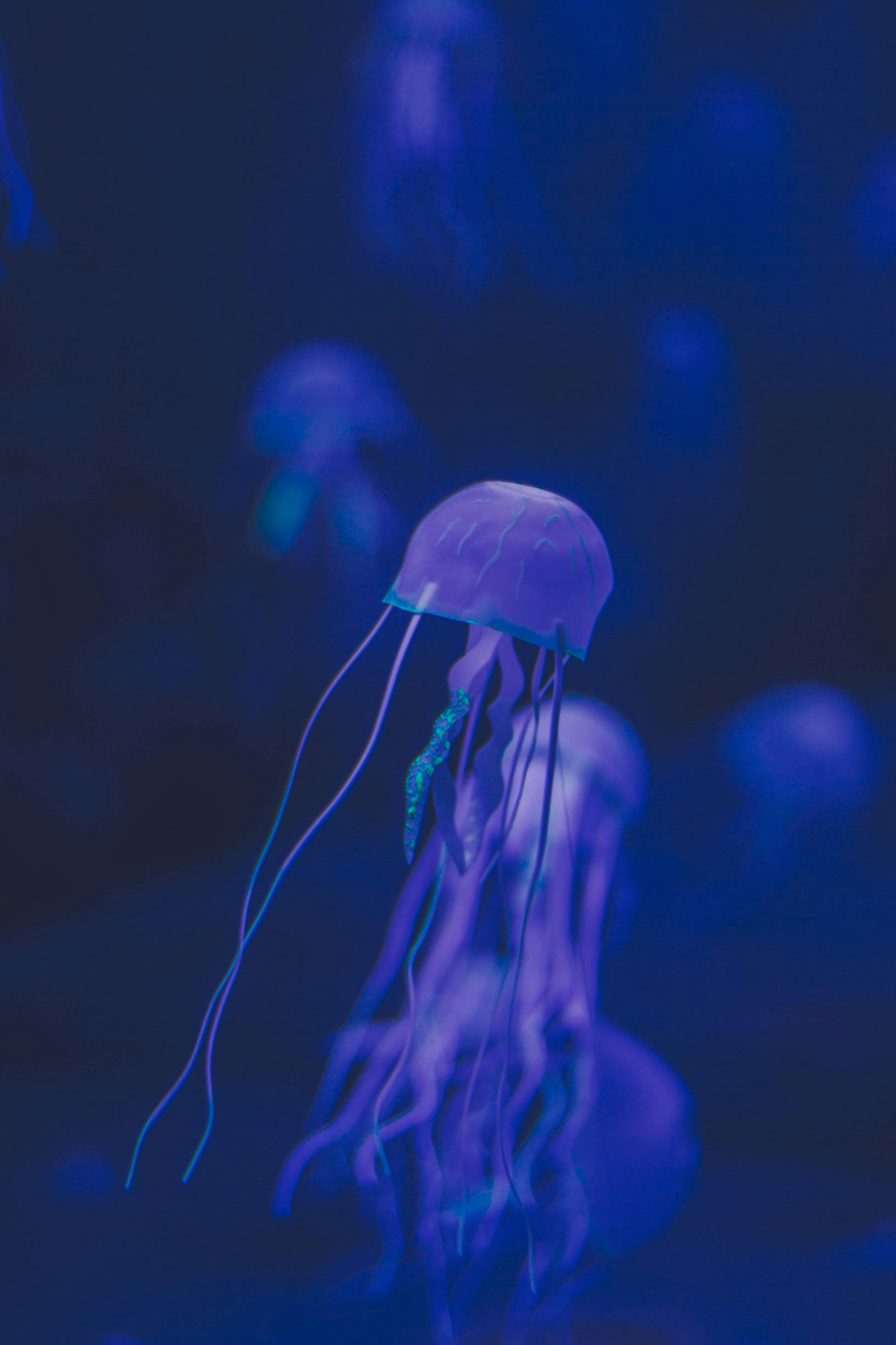 Best 5 Neo Blue Dwarf Gourami Tips for Current Aquarists