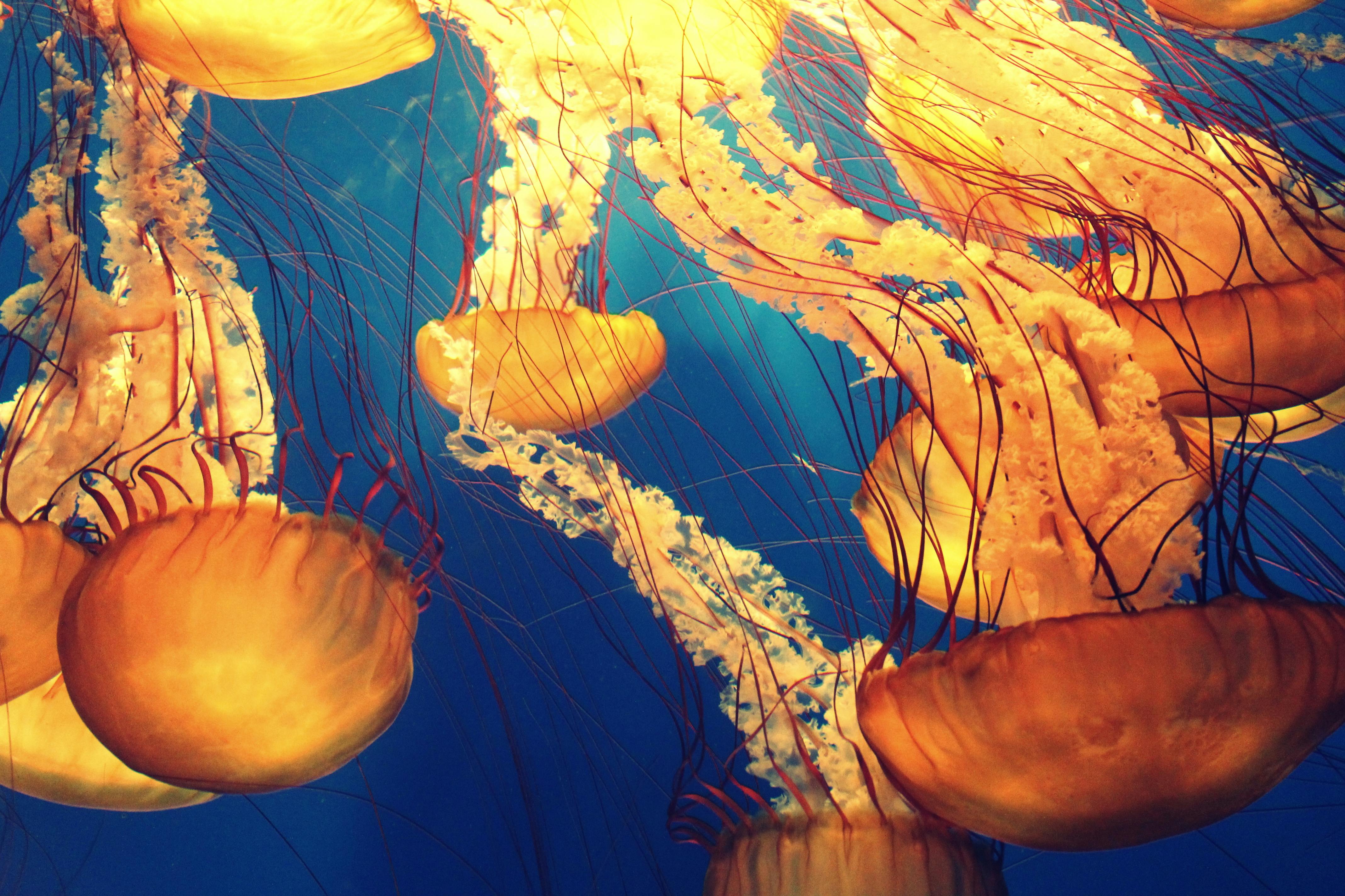 Best 5 Fish Food Options for Healthy Aquarium Life in 2025