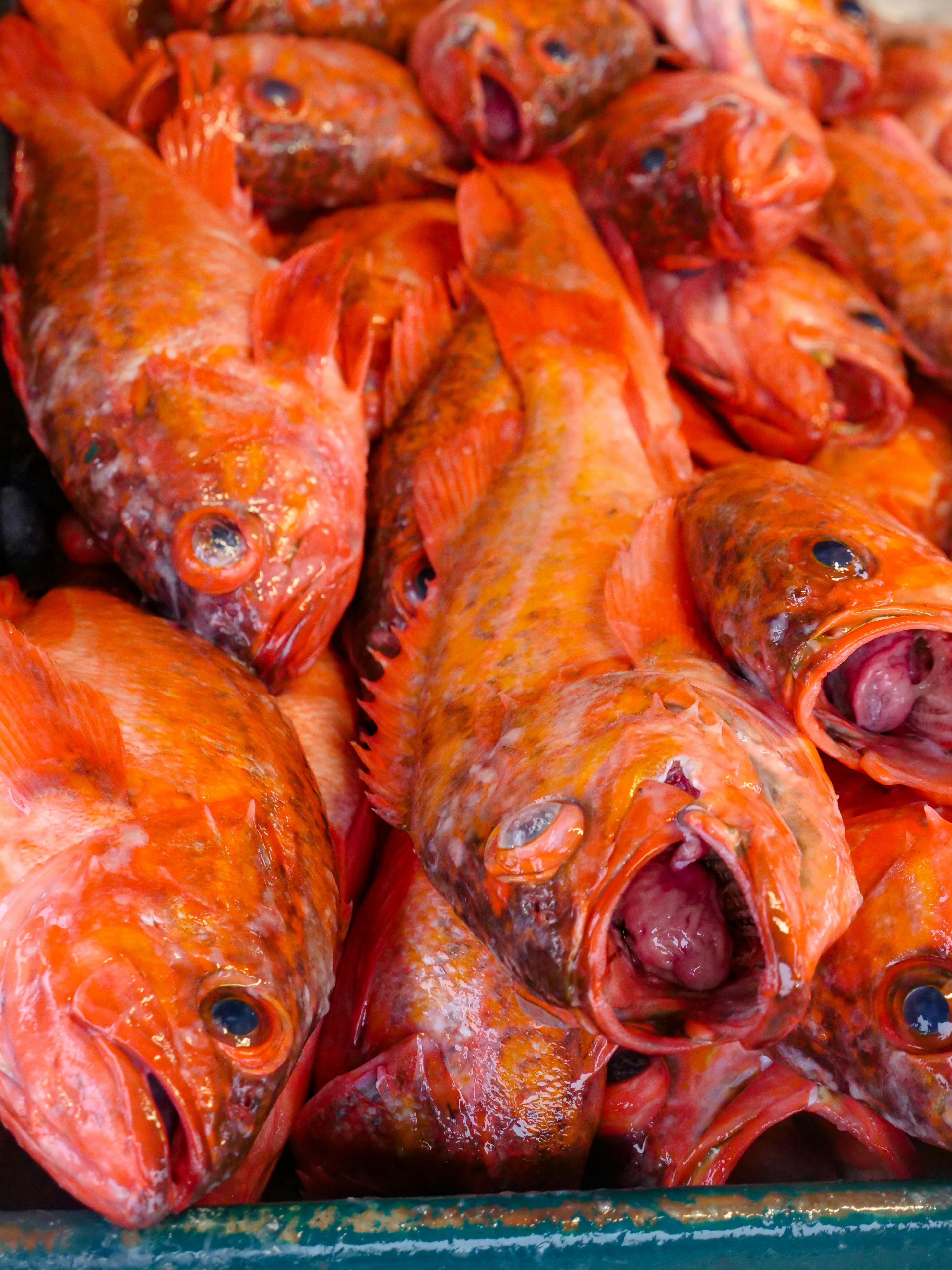 Effective Methods for Better Managing Small Fish Tanks in 2025