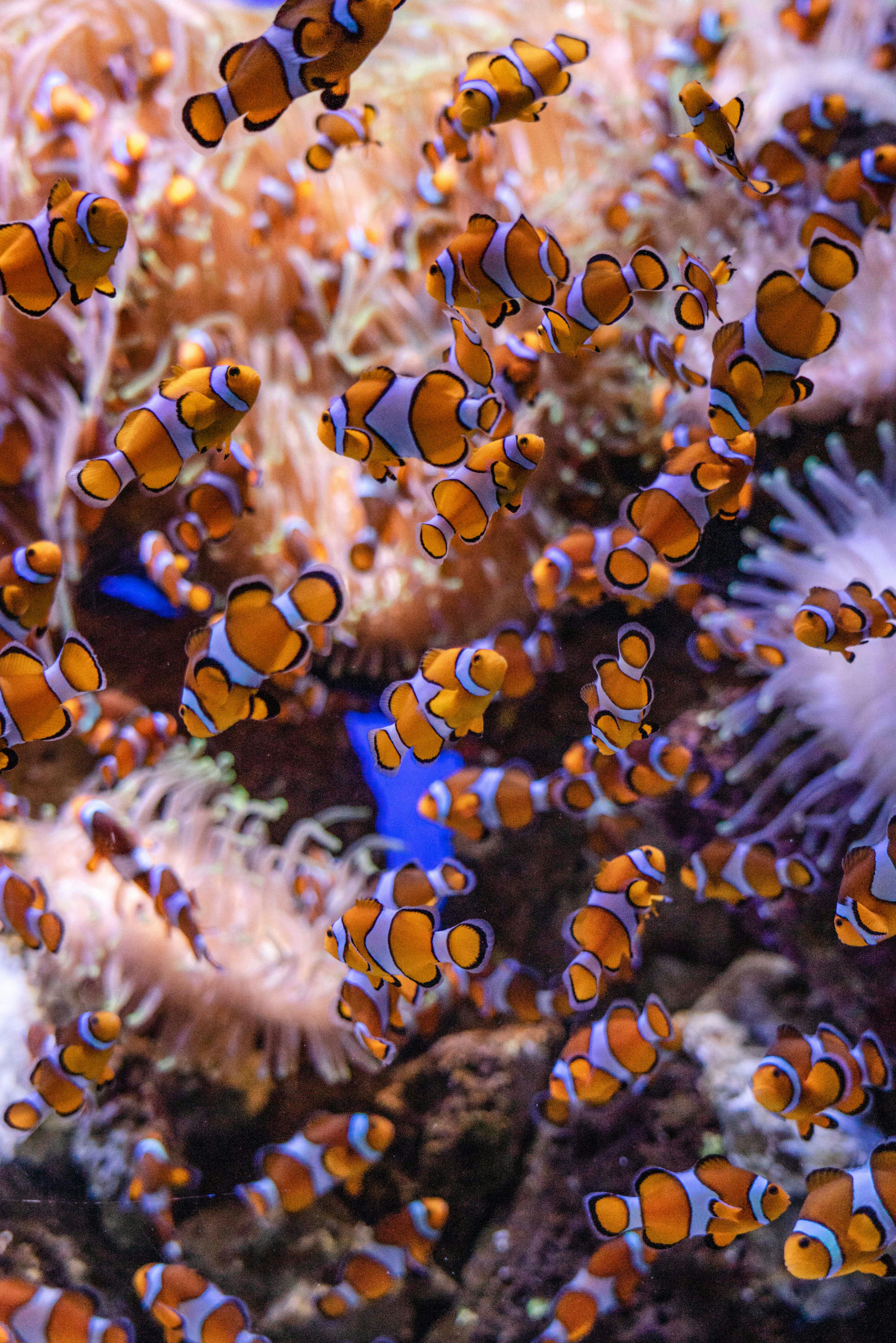 Effective Ways to Create a Freshwater Shrimp Aquarium in 2025