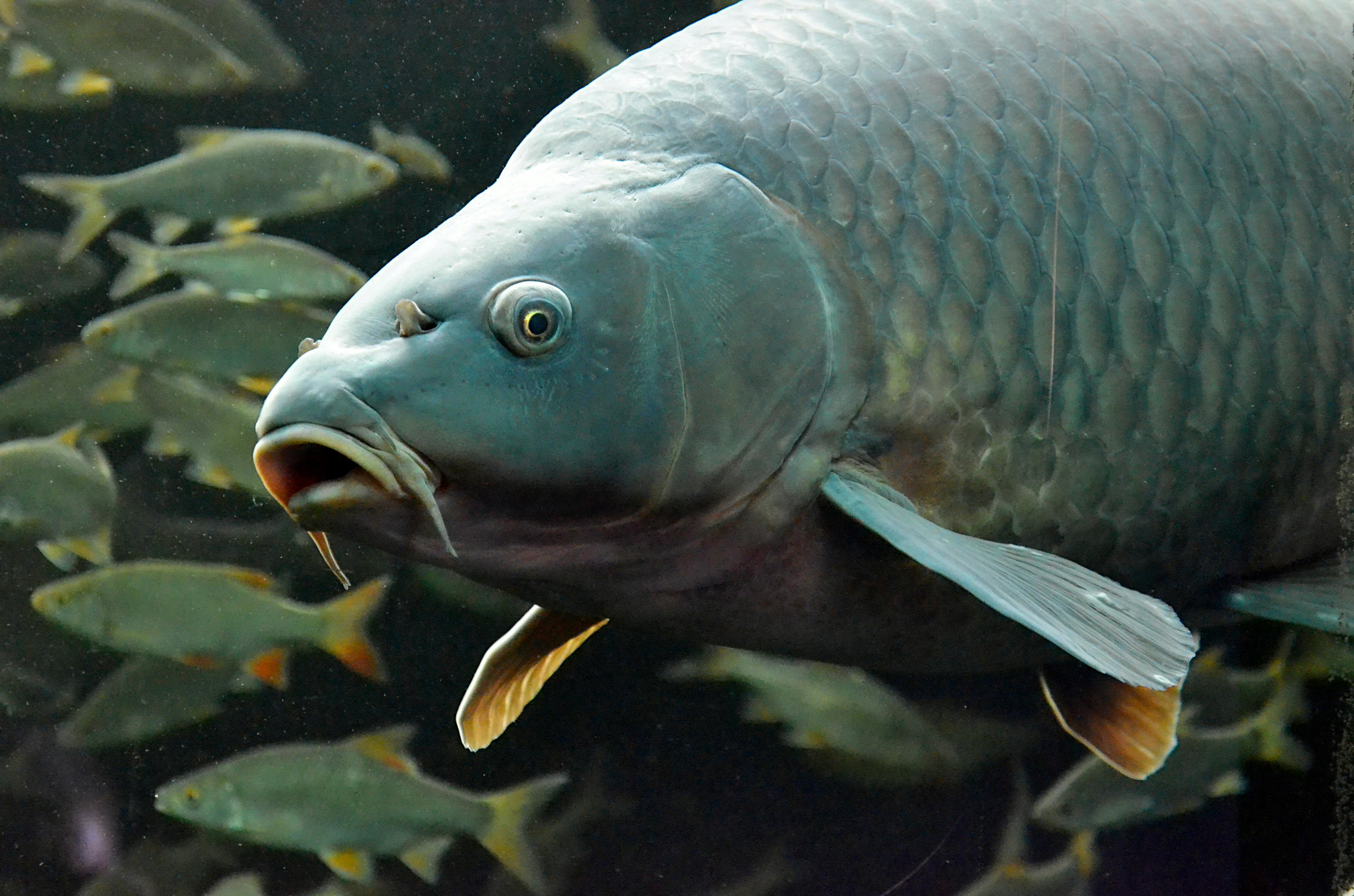 Effective Ways to Care for Betta Fish in 2025: Boost Their Health!