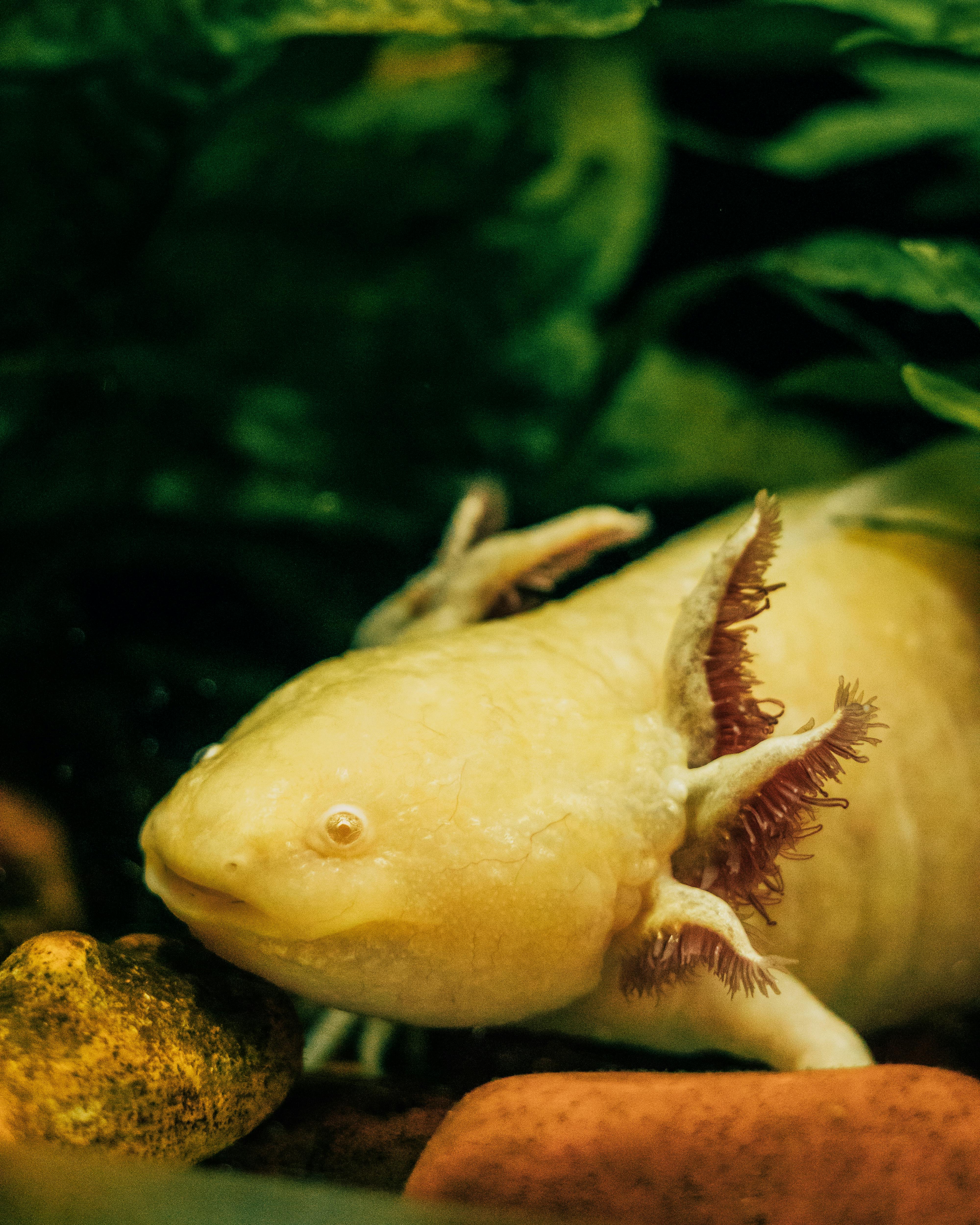 Best 5 Tips for Keeping Healthy Betta Fish in 2025