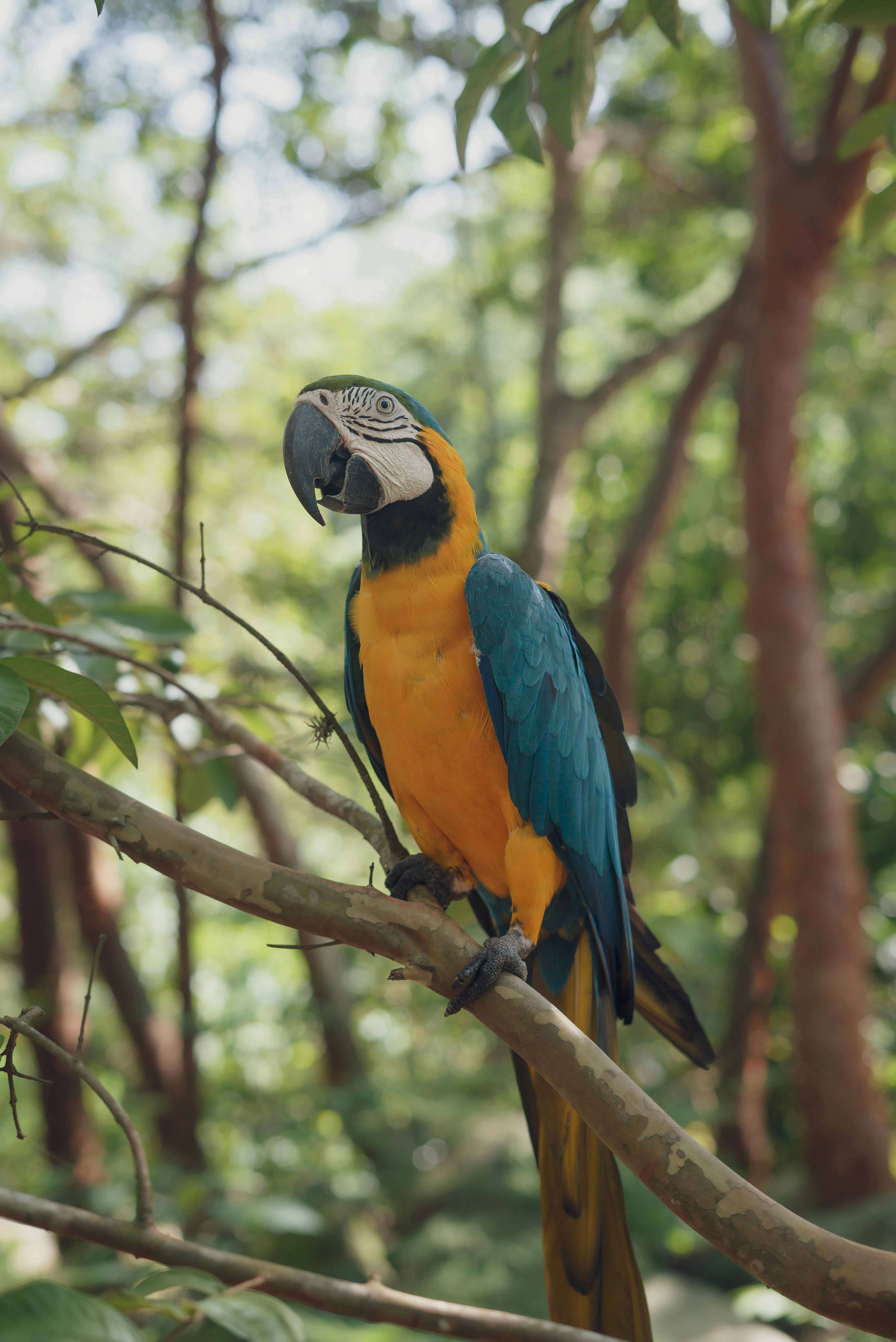 Best 5 Umbrella Cockatoos for Sale in 2025: Find Joyful Companions!