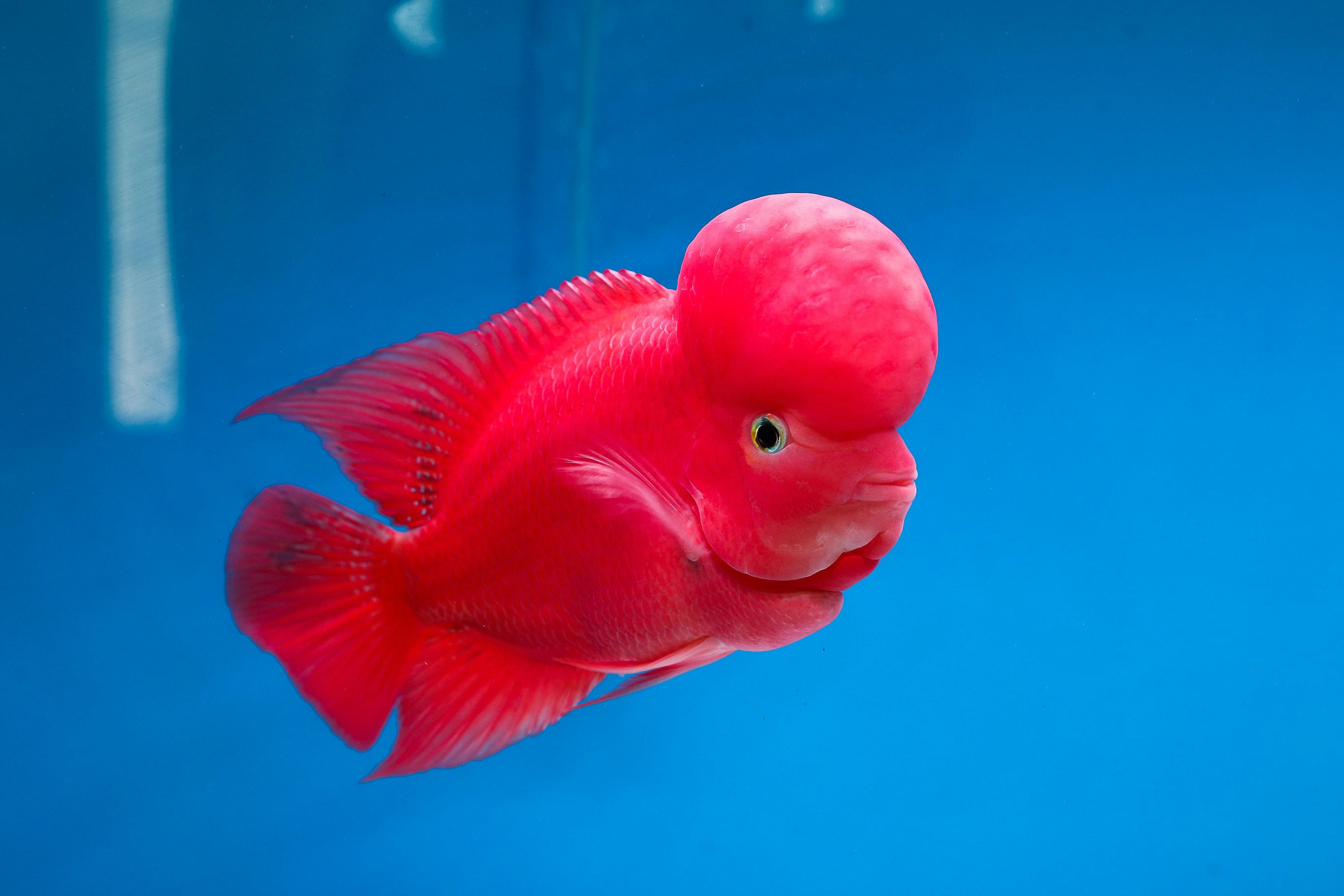 Yin and Yang Fish