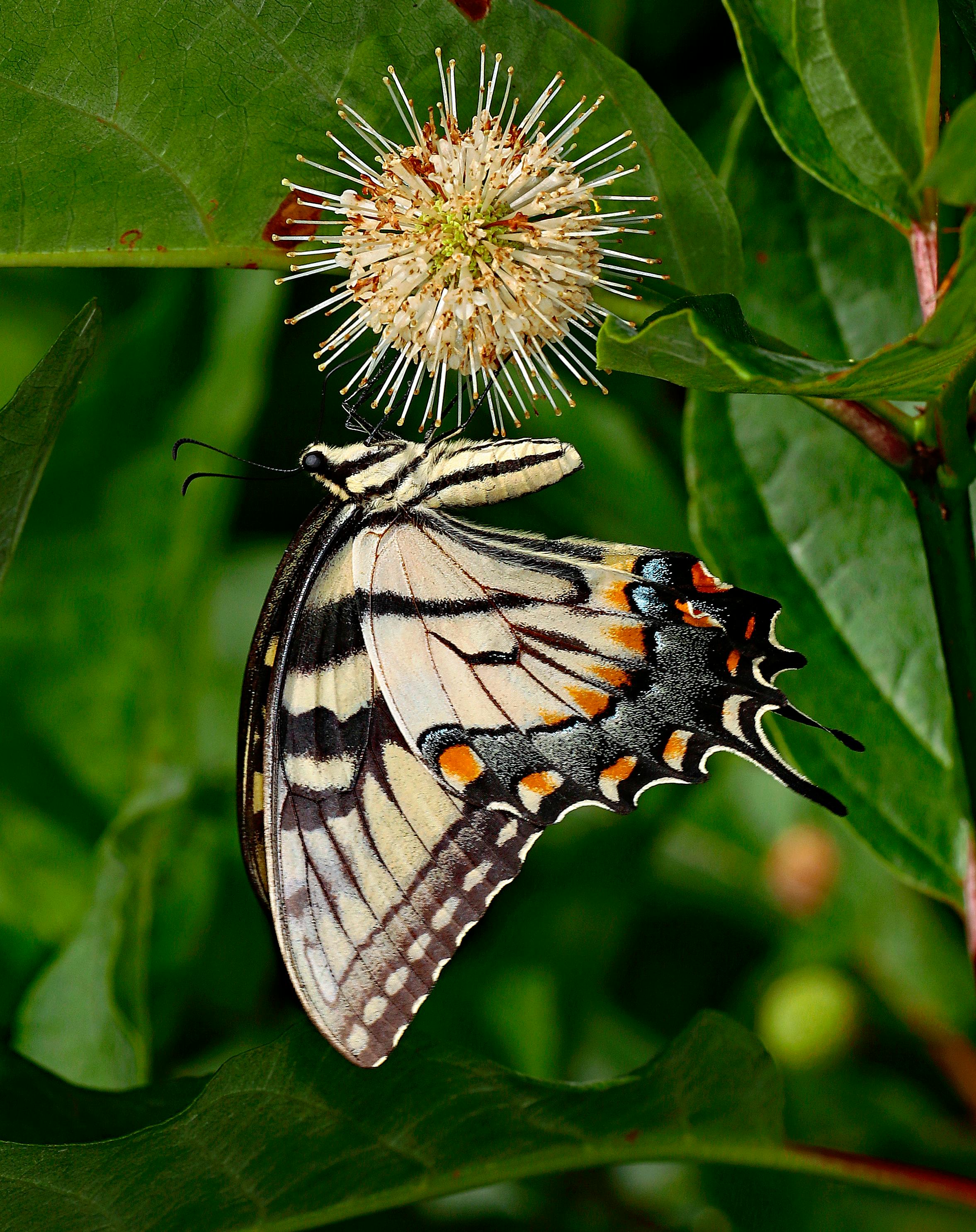 Smart Ways to Cultivate Exotic Angel Plants Successfully in 2025