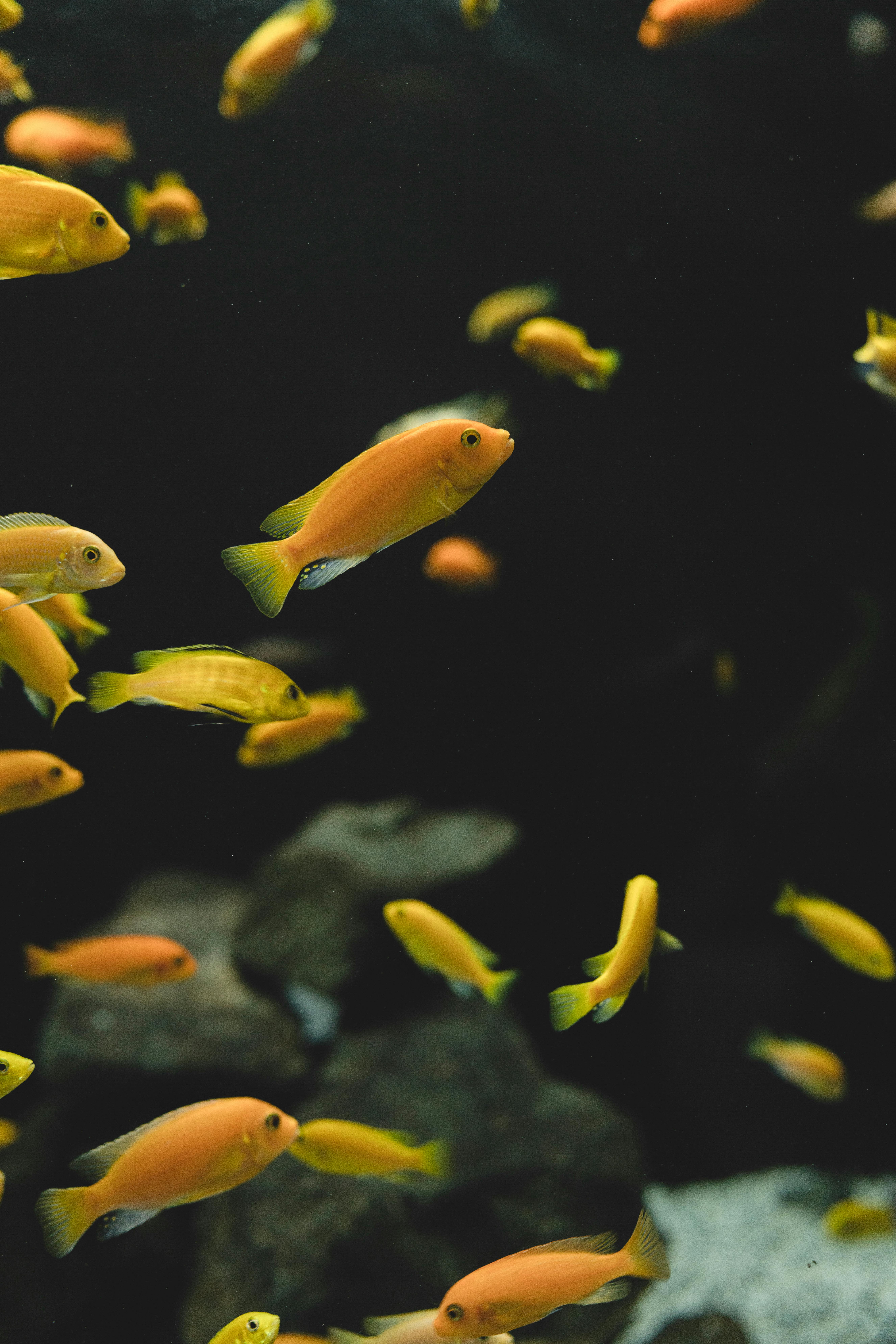 Essential Guide to Blue and Yellow Fish in 2025