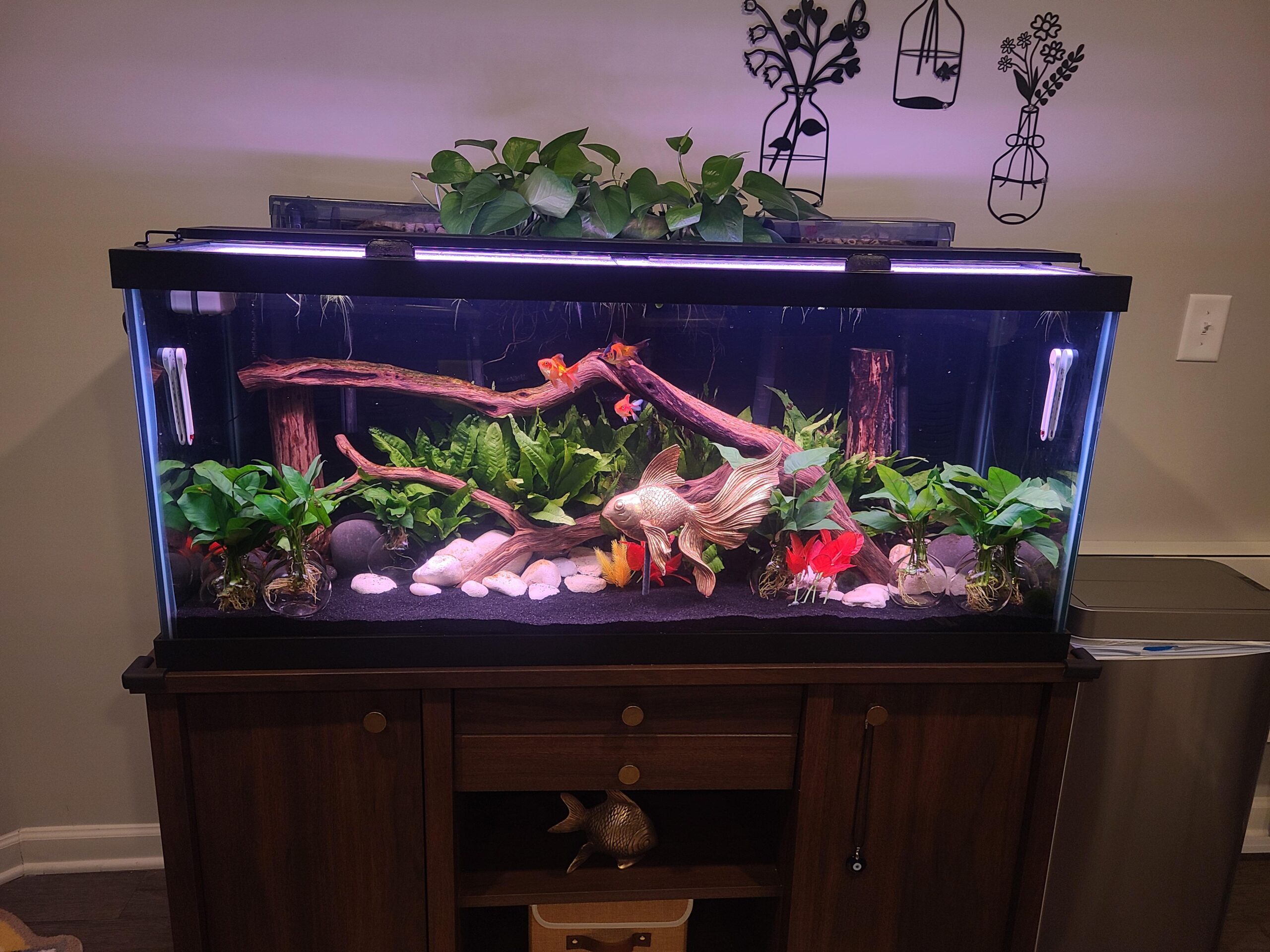 Top 5 Practical Solutions for Setting Up Your 75 Gallon Fish Tank in 2025