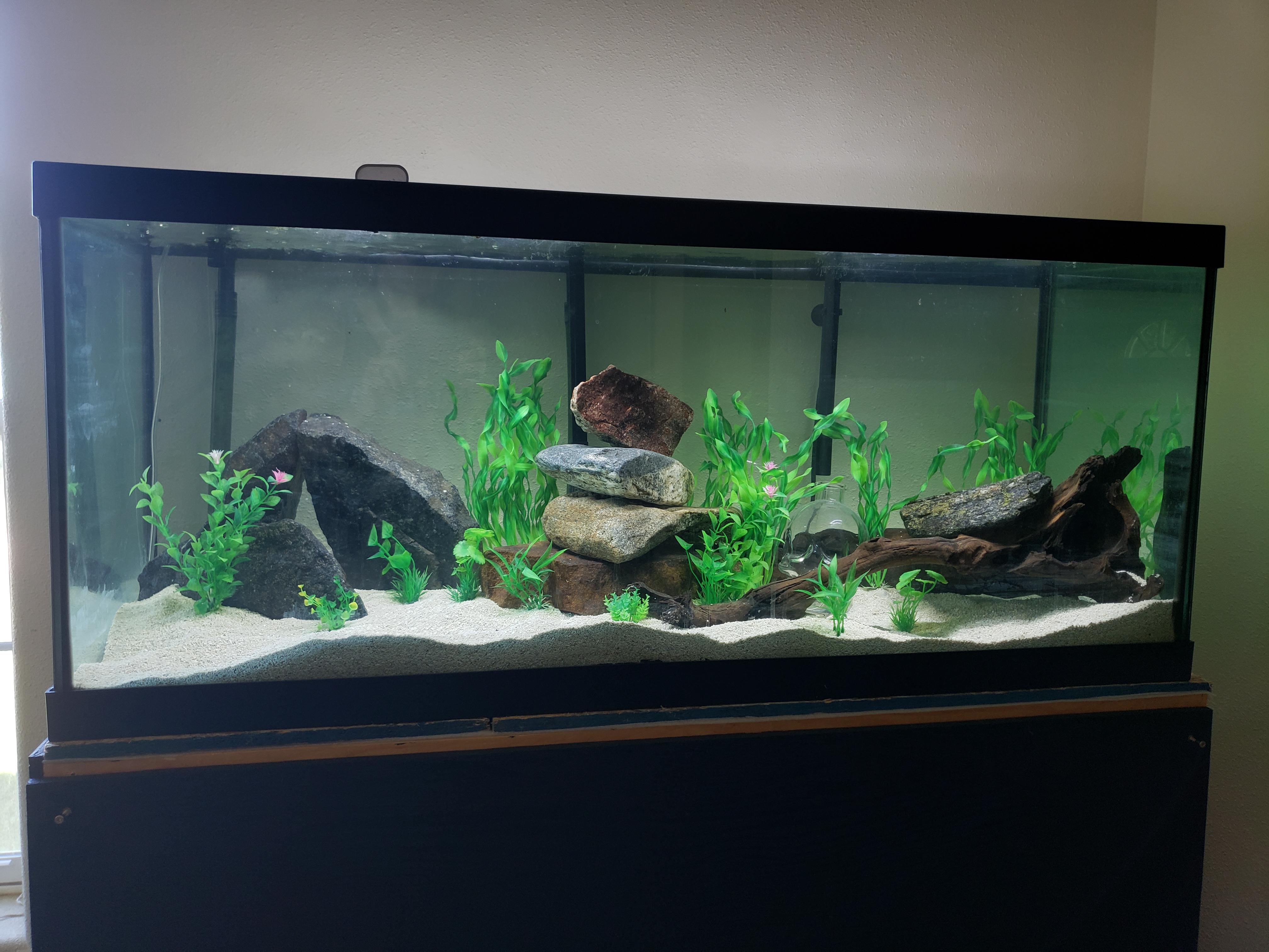 75 Gallon Fish Tank