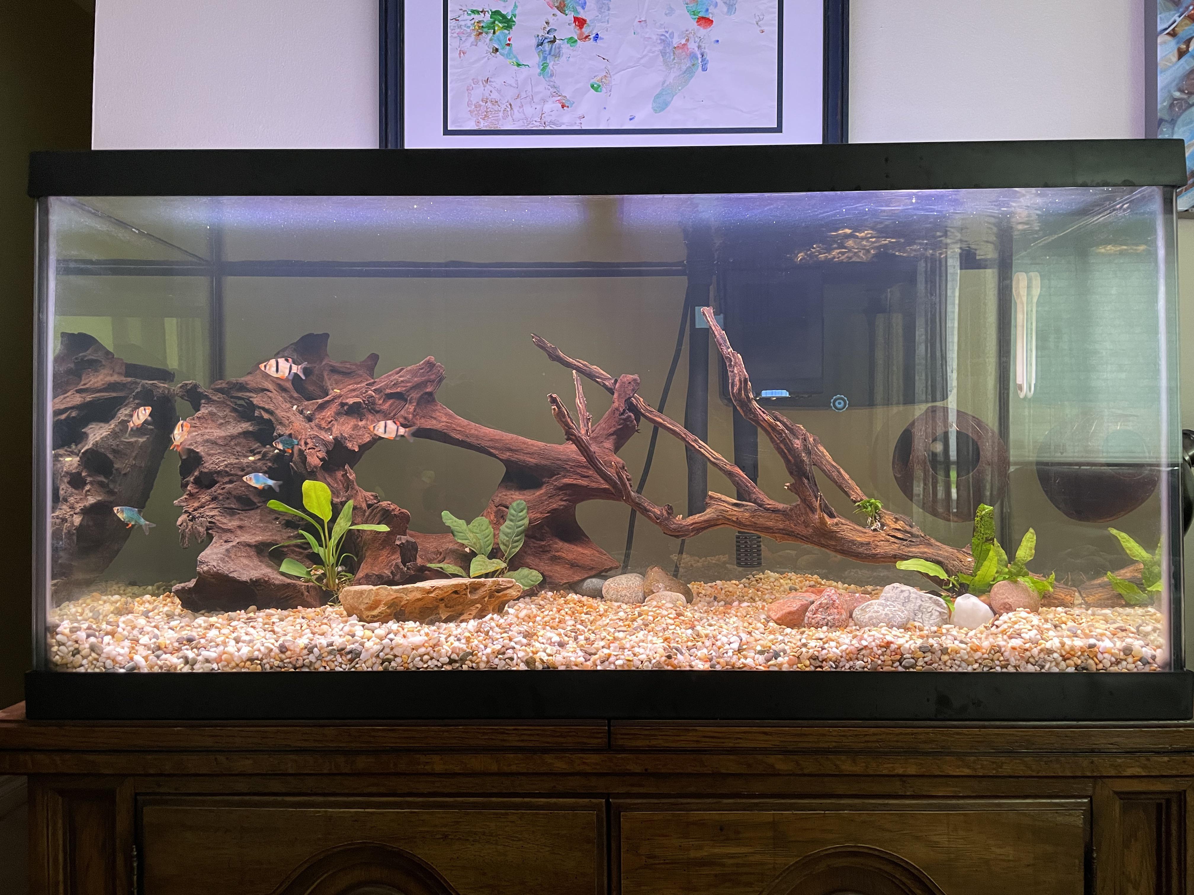 A beautifully set up 50 gallon fish tank