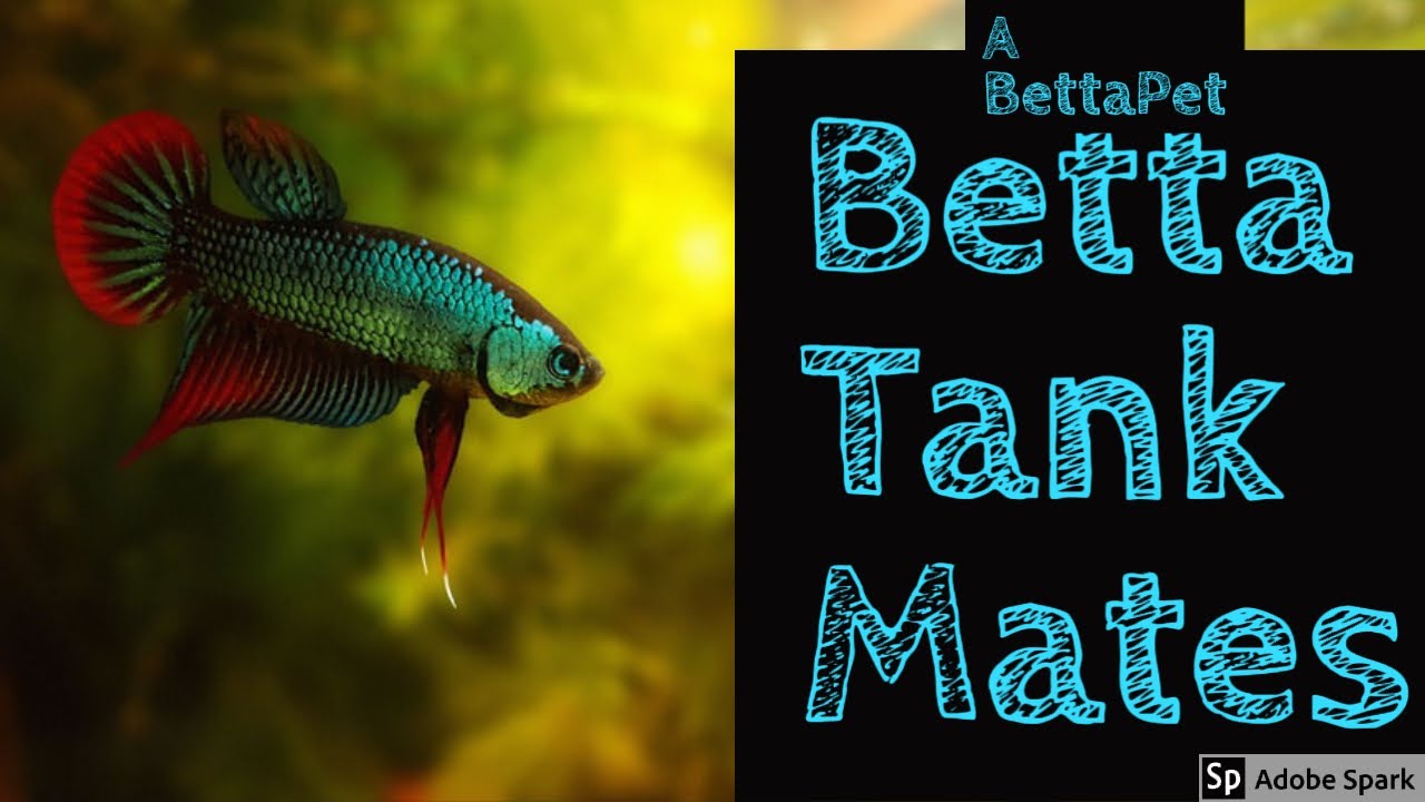 Best 5 Betta Tank Mates for a Harmonious Aquarium in 2025 – Discover the Ultimate Pairings!