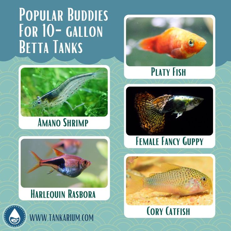 Creating a Harmonious Betta Tank