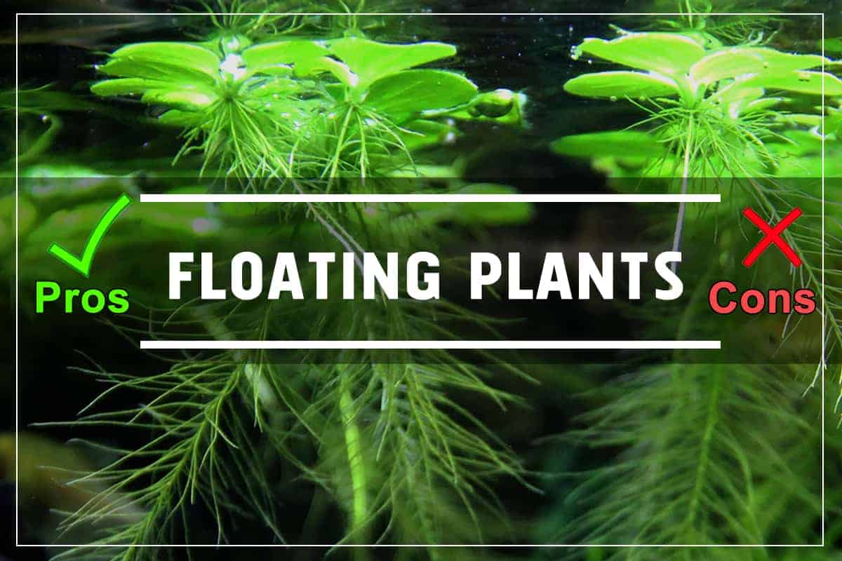 Effective Ways to Care for Floating Aquarium Plants in 2025: Discover Tips to Enhance Your Tank