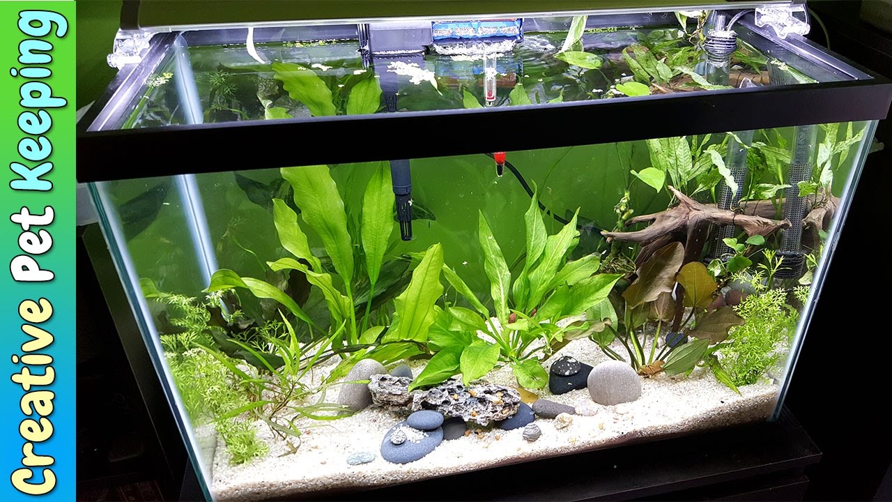 Smart Ways to Optimize Your 20 Gallon Aquarium for Aquatic Success in 2025