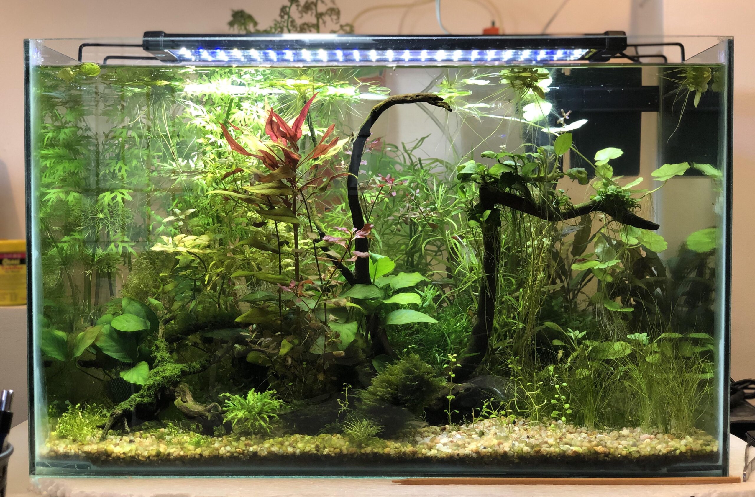 Effective Ways to Enhance Your 30 Gallon Tank for Modern Aquarists