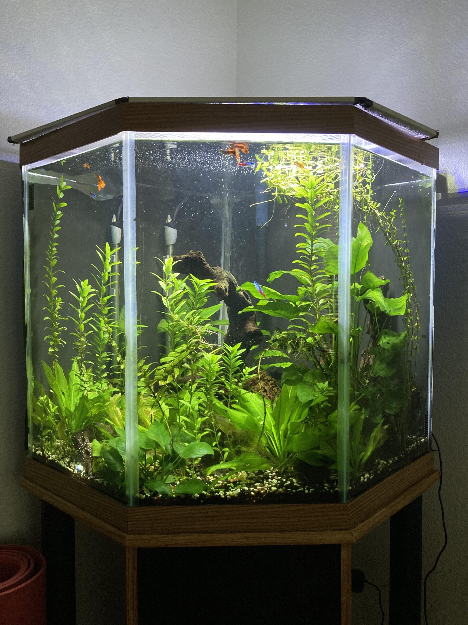 Effective Ways to Create a Thriving Beta Fish Tank in 2025: Essential Tips and Tricks