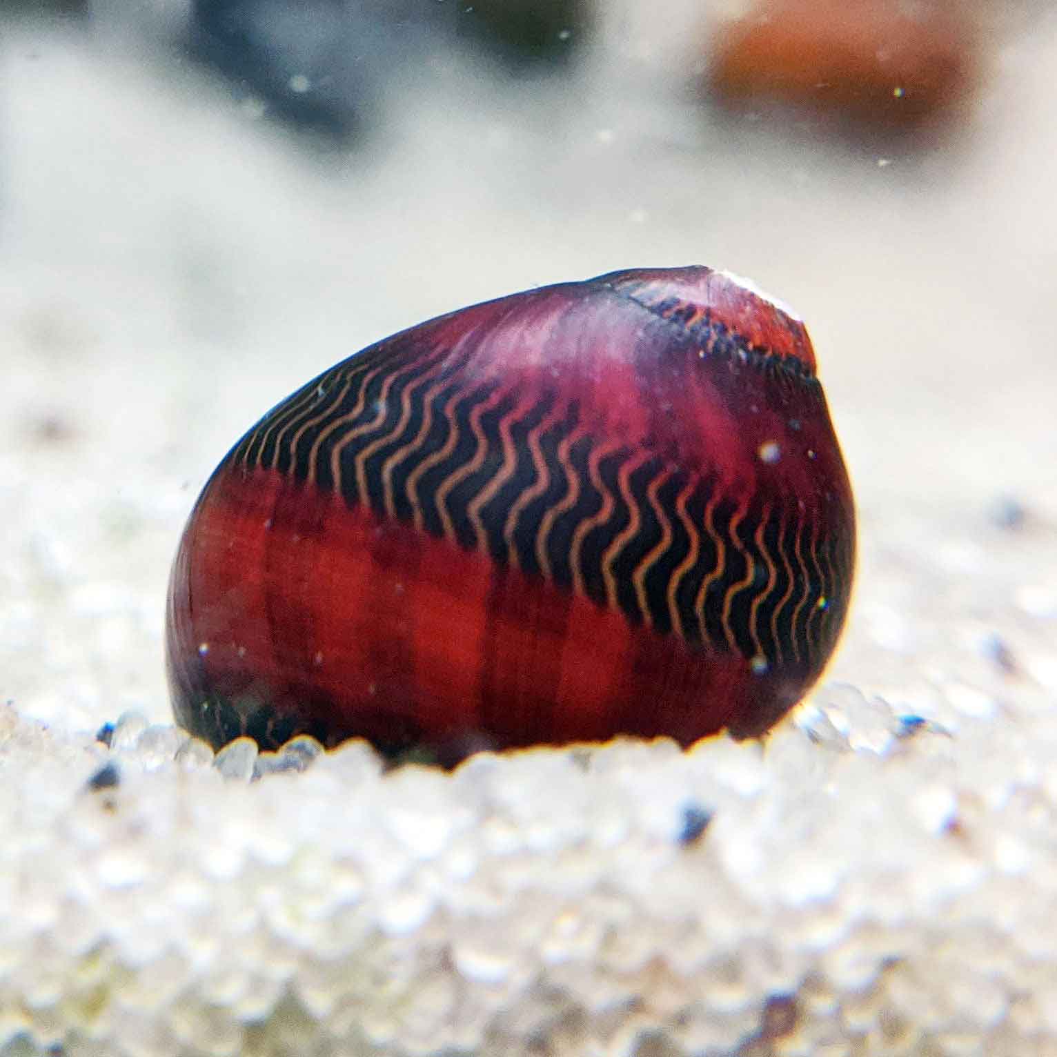 Top 5 Nerite Snails for Sale: Discover the Best Choices for Your Aquarium in 2025