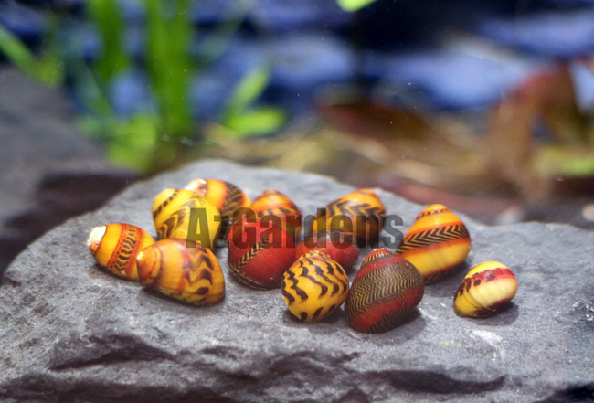 Nerite Snails