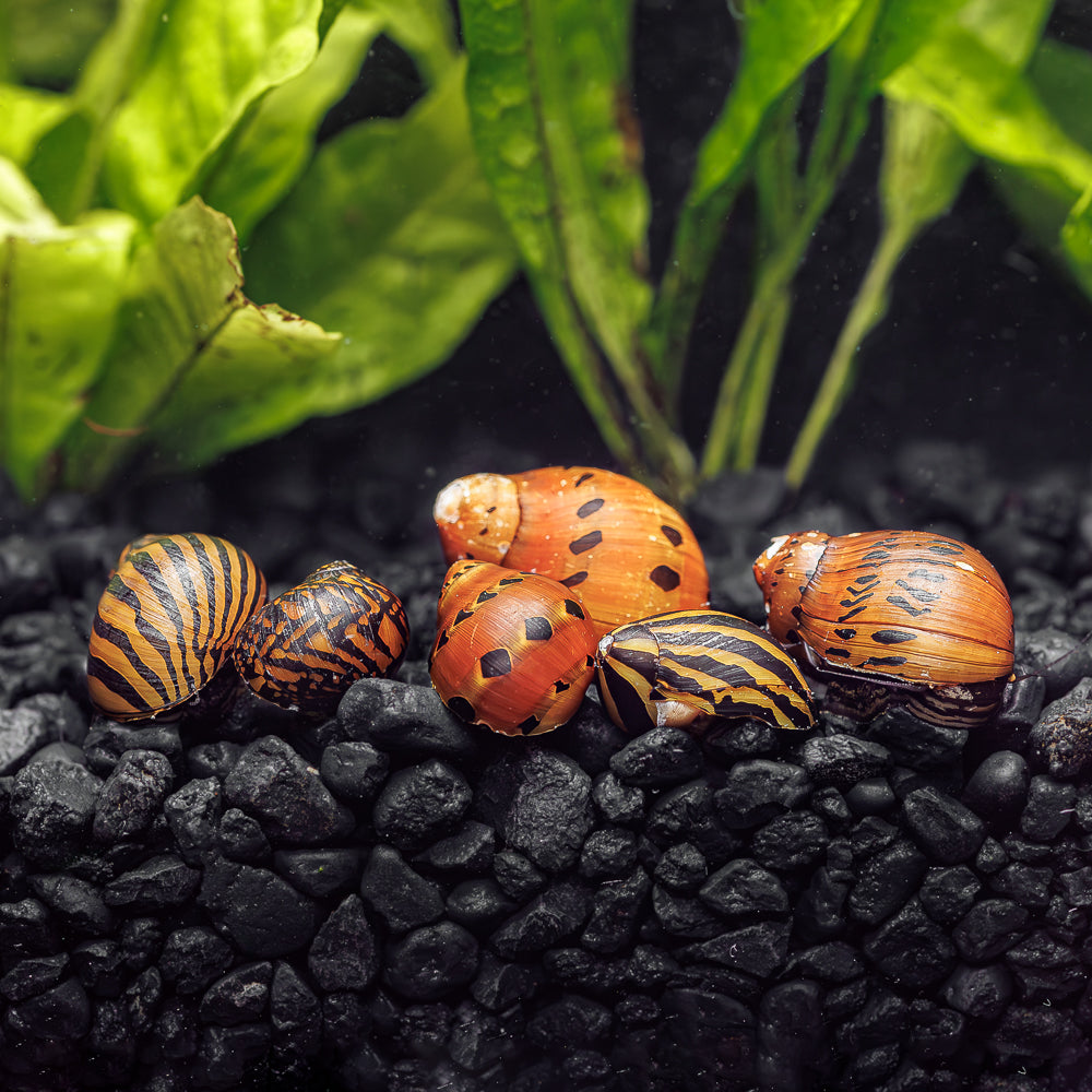 Various Nerite Snails