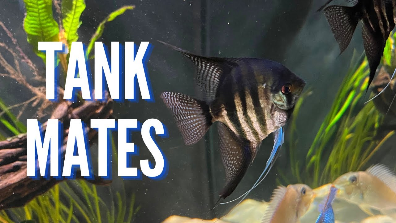 Discover the Best Tank Mates for Angelfish: Effective Combinations for a Thriving Aquarium in 2025